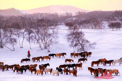 冬日赞歌·趣游冬季乌兰布统·越野车·雪地